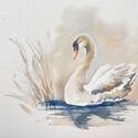 Schwan Bild 4