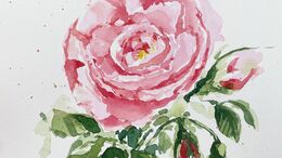 Rosa Rosen
