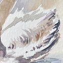 Schwan Bild 3
