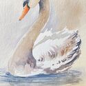 Schwan Bild 1