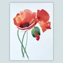 Mohn — Video abspielen